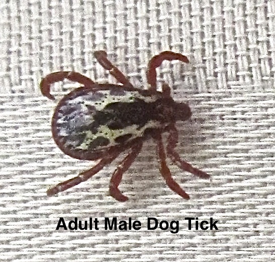 Adult Male Dog Tick