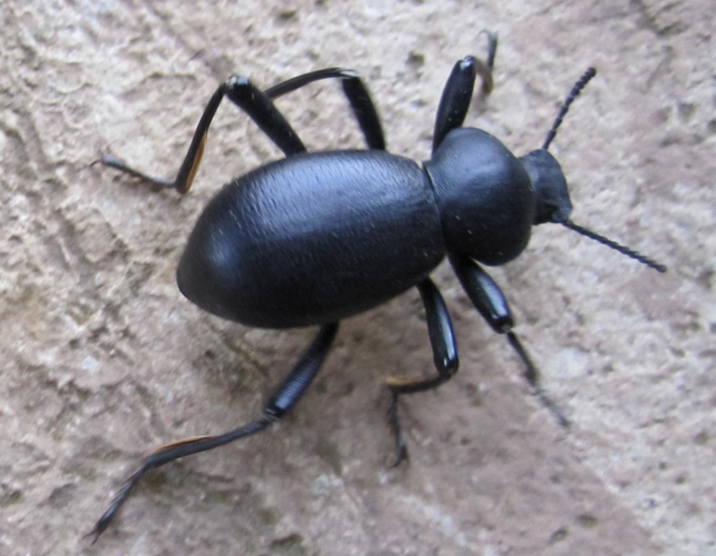 Black Beetle 