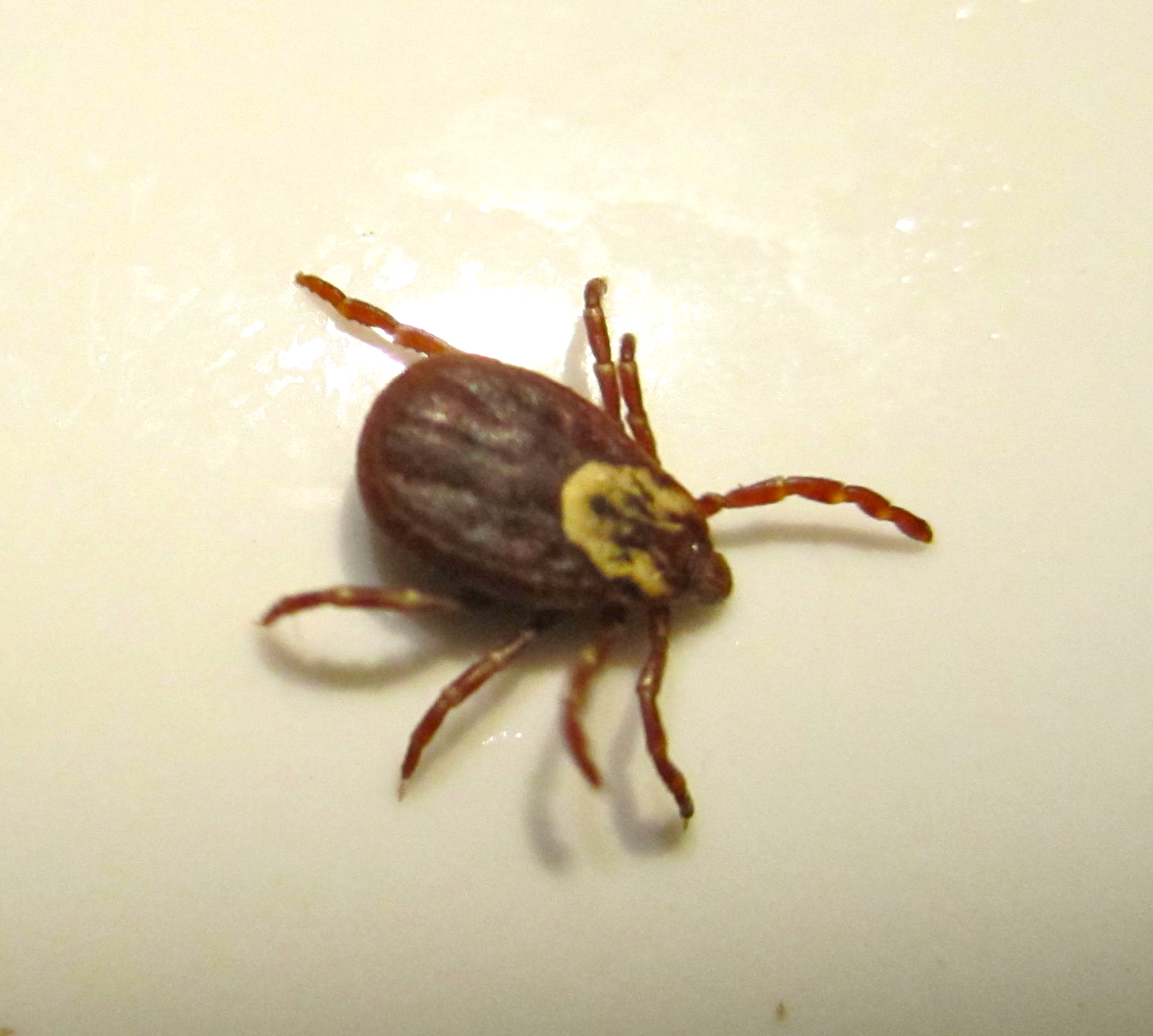 ticks on dogs pics deer ticks on dogs images ticks on dogs pics deer ticks on dogs images