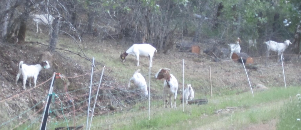 Goats for EWL