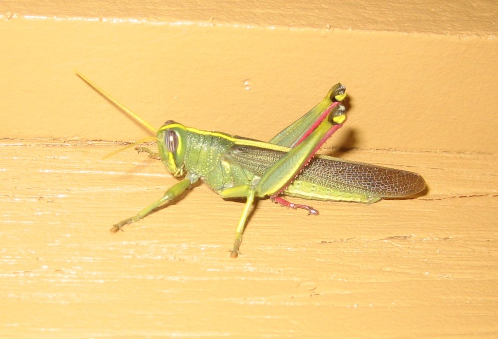 Grasshopper