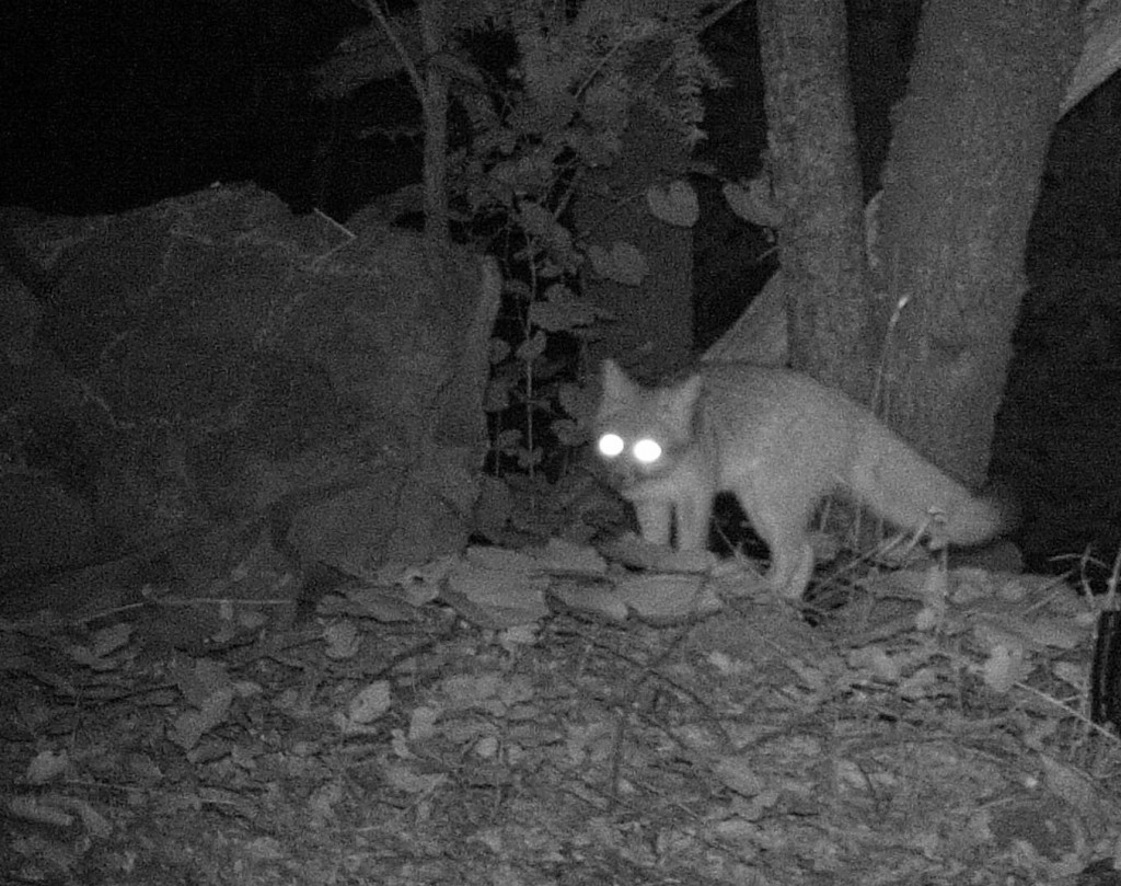 Gray Fox (Urocyon cinereoargenteus)