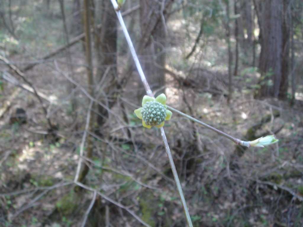 Green Flower1