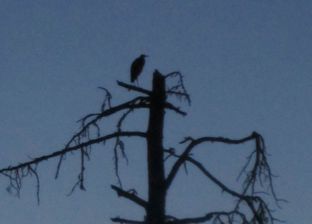 Great Blue Heron (Ardea herodias) preched on Ponderosa Pine Snag near River Achoma