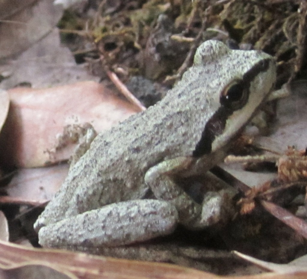 Pacific Chorus Frog with interesting colors and markings