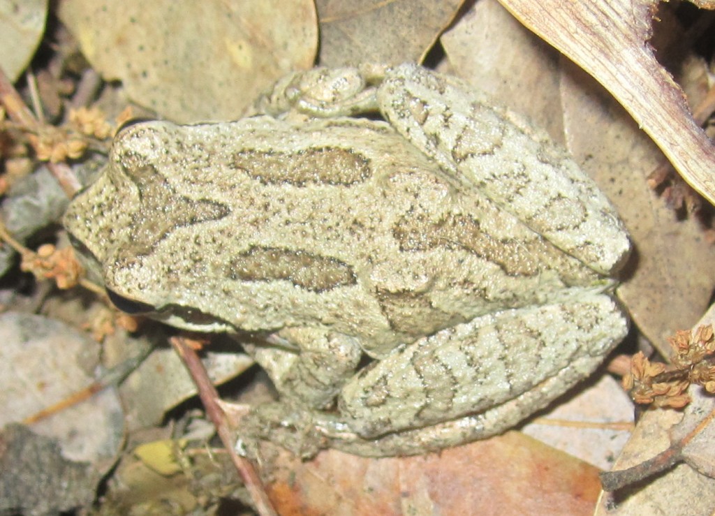 Pacific Chorus Frog with interesting colors and markings