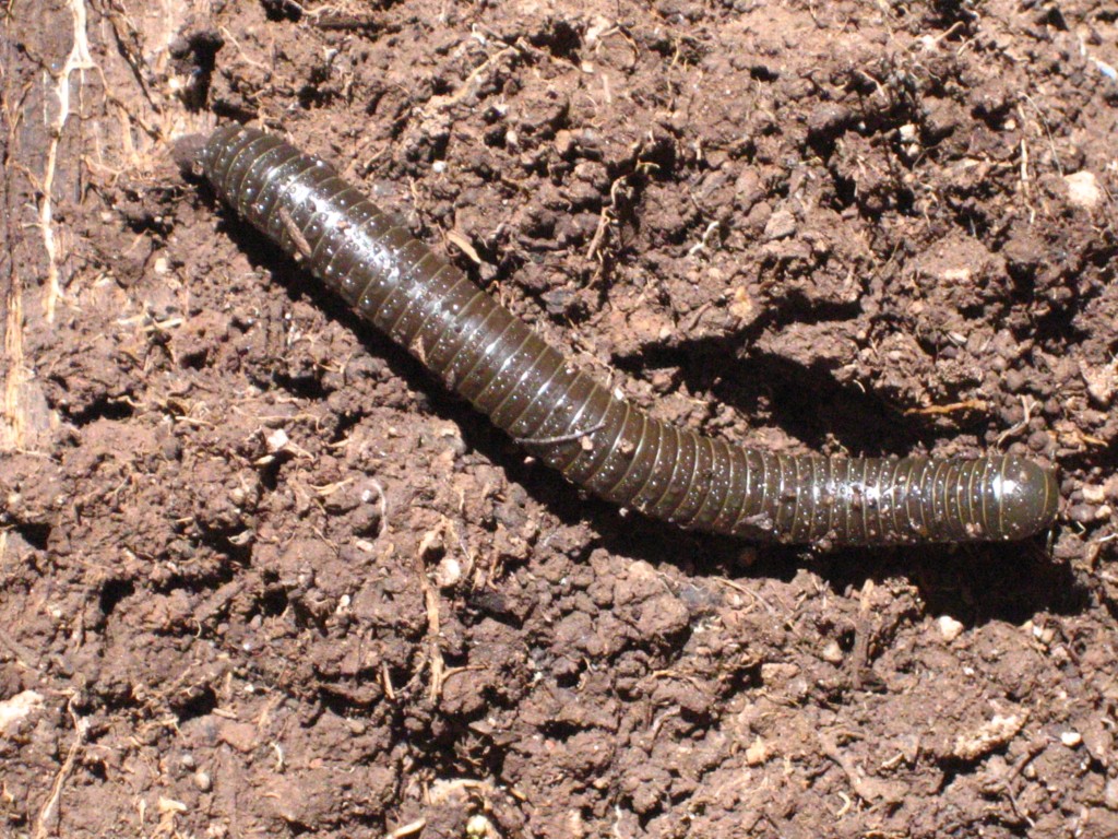 Millipede 