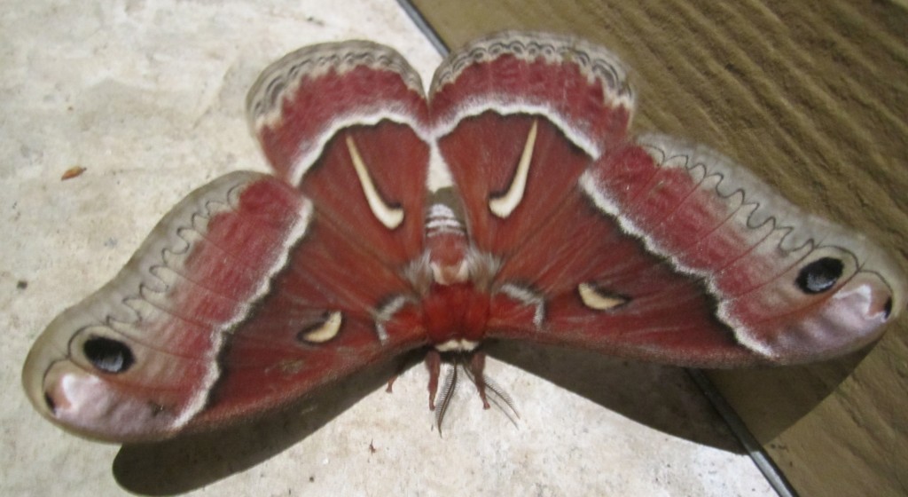 Moth 