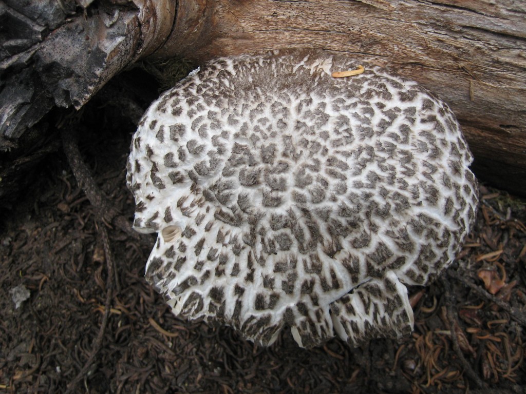 Mushroom1