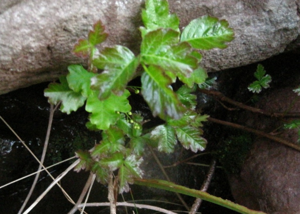 Poison Oak (Toxicodendron diversilobum)