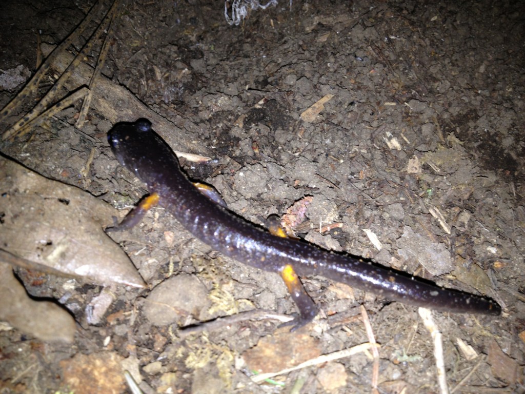Salamander #1