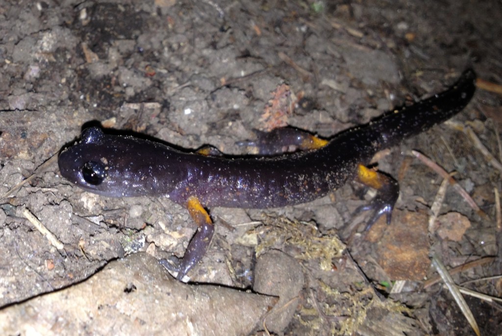 Ensatina Salamander (Ensatina eschscholtzii)