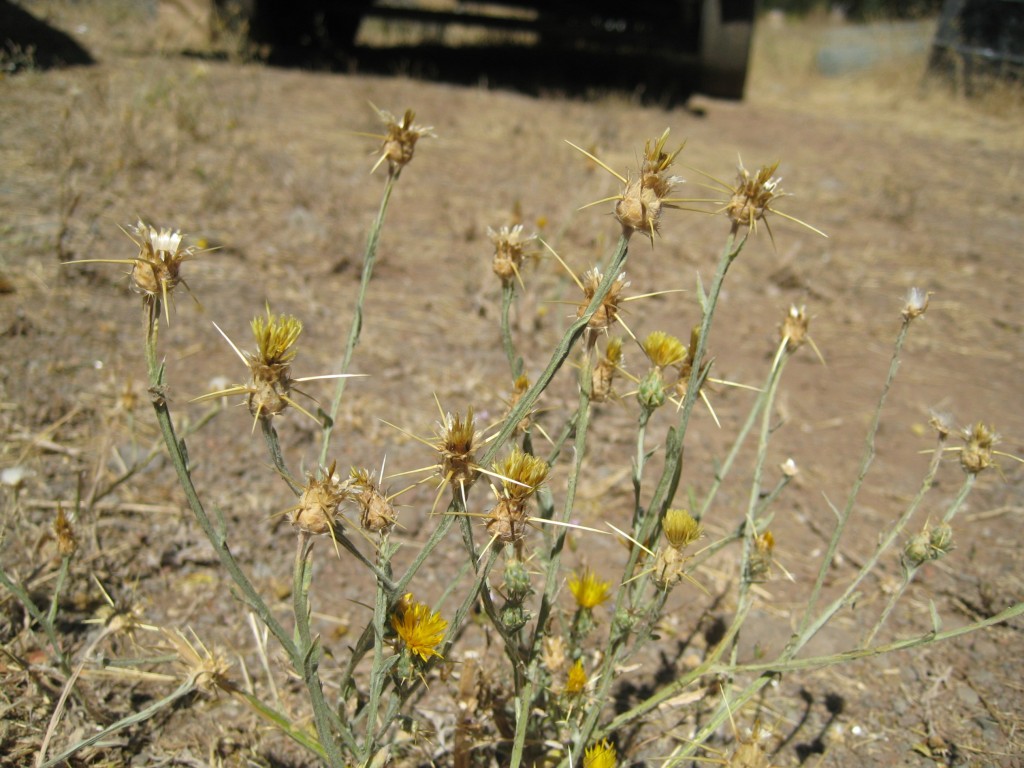 Yellow Star Thistle (Centaurea solstitialis)