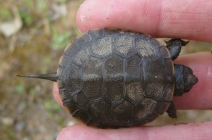 Western Pond Turtle (Actinemys marmorata)