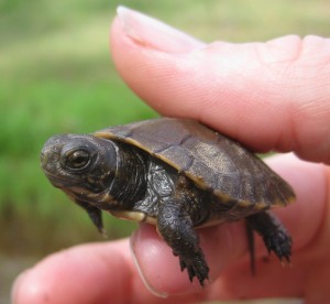 Western Pond Turtle (Actinemys marmorata)