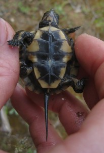 Western Pond Turtle (Actinemys marmorata)