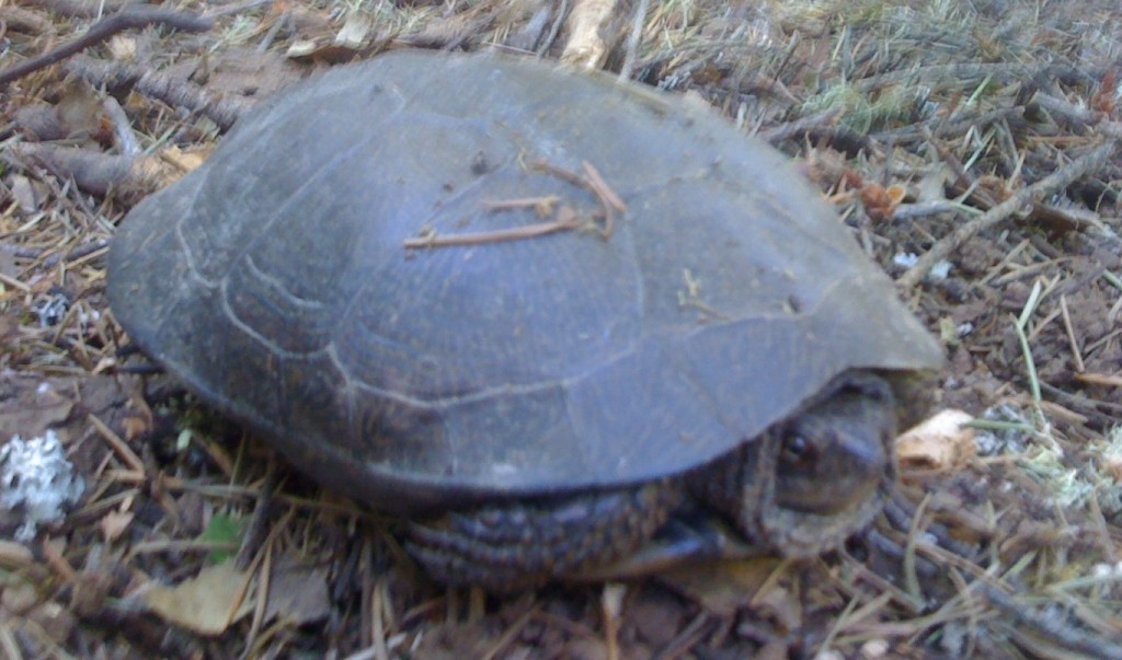 Western Pond Turtle- Nick crop