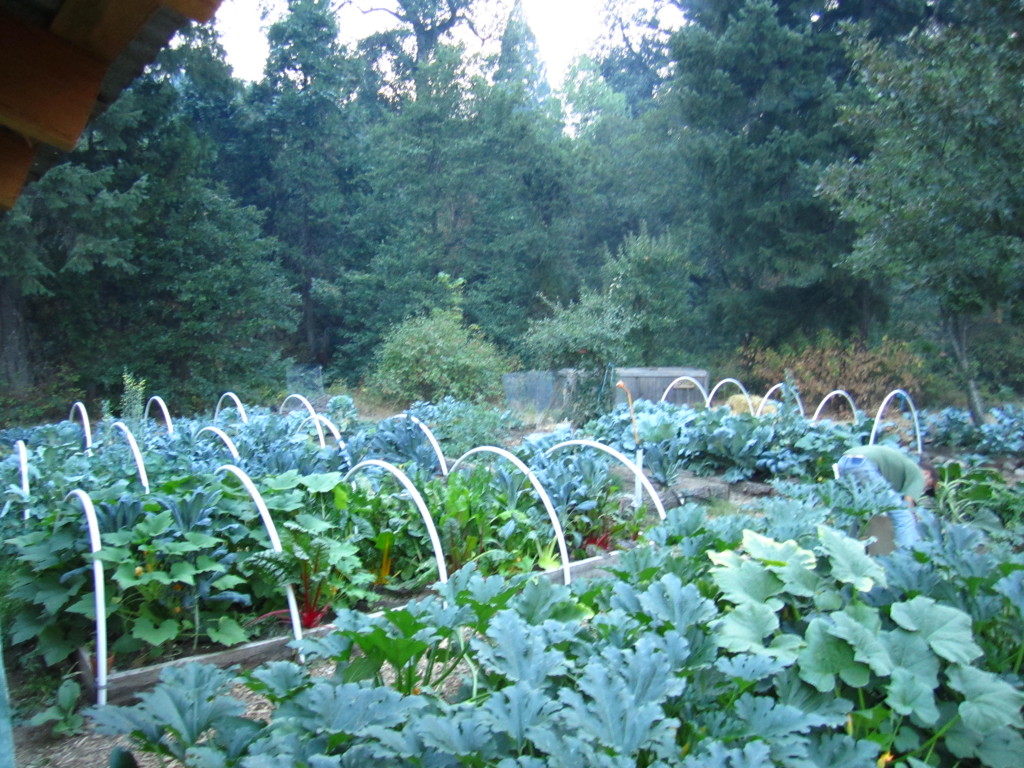 Garden Beds Compost